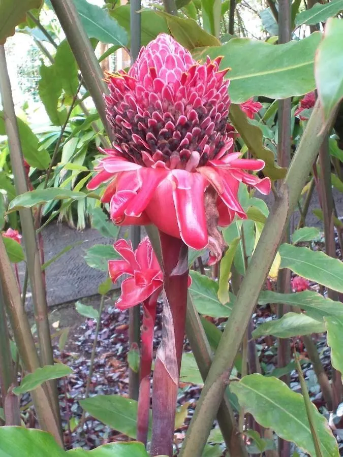 Studio Colibri Sainte-Anne Martinique